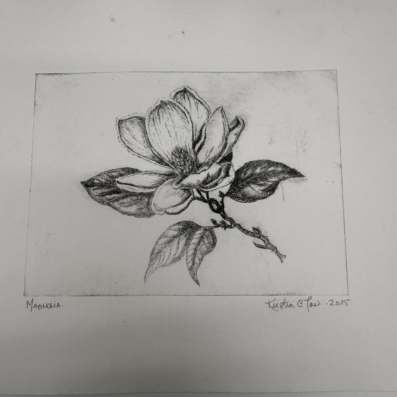 Magnolia Drypoint Etching  magnolia, flower, Drypoint Etching, Loose Drypoint Etching, Kristin Law