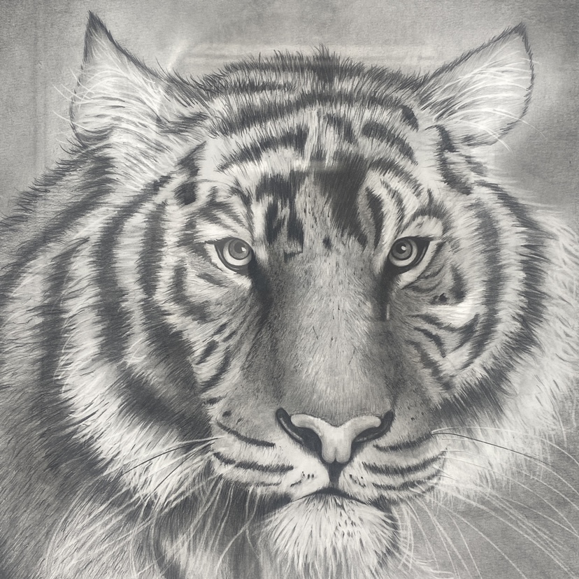 Tiger  graphite, drawing, graphite drawing, jan, agee, jan agee