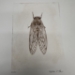 Cicada Drypoint Etching - 16293e