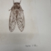 Cicada Drypoint Etching - 16293e