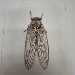 Cicada Drypoint Etching cicada, bug, Drypoint Etching, Loose Drypoint Etching, Kristin Law
