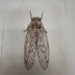 Cicada Drypoint Etching - 16293e