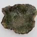 Coral Fan bowl - 16702