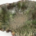 Coral Fan bowl - 16702
