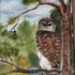 Hoot - 16320