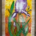 Iris - 016321