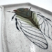 Cicada Alabama Tray - 16490
