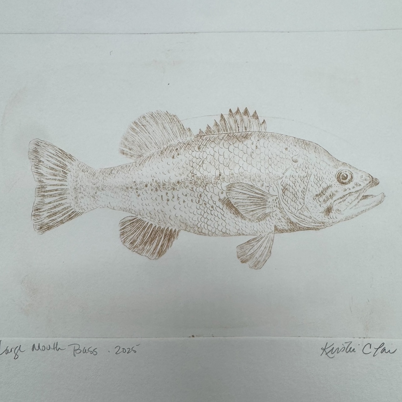 Large Mouth Bass Drypoint Etching Fish, Bass, Drypoint Etching, Loose Drypoint Etching, Kristin Law
