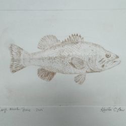Large Mouth Bass Drypoint Etching Fish, Bass, Drypoint Etching, Loose Drypoint Etching, Kristin Law