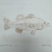 Large Mouth Bass Drypoint Etching - 16293a
