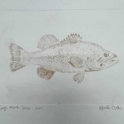 Large Mouth Bass Drypoint Etching Fish, Bass, Drypoint Etching, Loose Drypoint Etching, Kristin Law