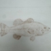 Large Mouth Bass Drypoint Etching - 16293a