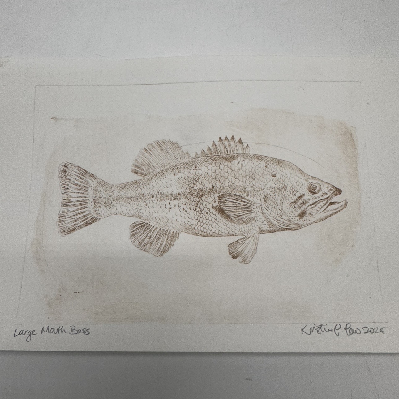 Large Mouth Bass Drypoint Etching- 9"x6" Fish, Bass, Drypoint Etching, Loose Drypoint Etching, Kristin Law