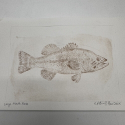 Large Mouth Bass Drypoint Etching- 9"x6" Fish, Bass, Drypoint Etching, Loose Drypoint Etching, Kristin Law