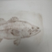 Large Mouth Bass Drypoint Etching- 9"x6" - 16293b
