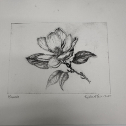 Magnolia Drypoint Etching  magnolia, flower, Drypoint Etching, Loose Drypoint Etching, Kristin Law