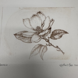 Magnolia Drypoint Etching Magnolia, flower, Drypoint Etching, Loose Drypoint Etching, Kristin Law