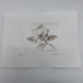 Magnolia Drypoint Etching - 16293d