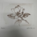 Magnolia Drypoint Etching - 16293d