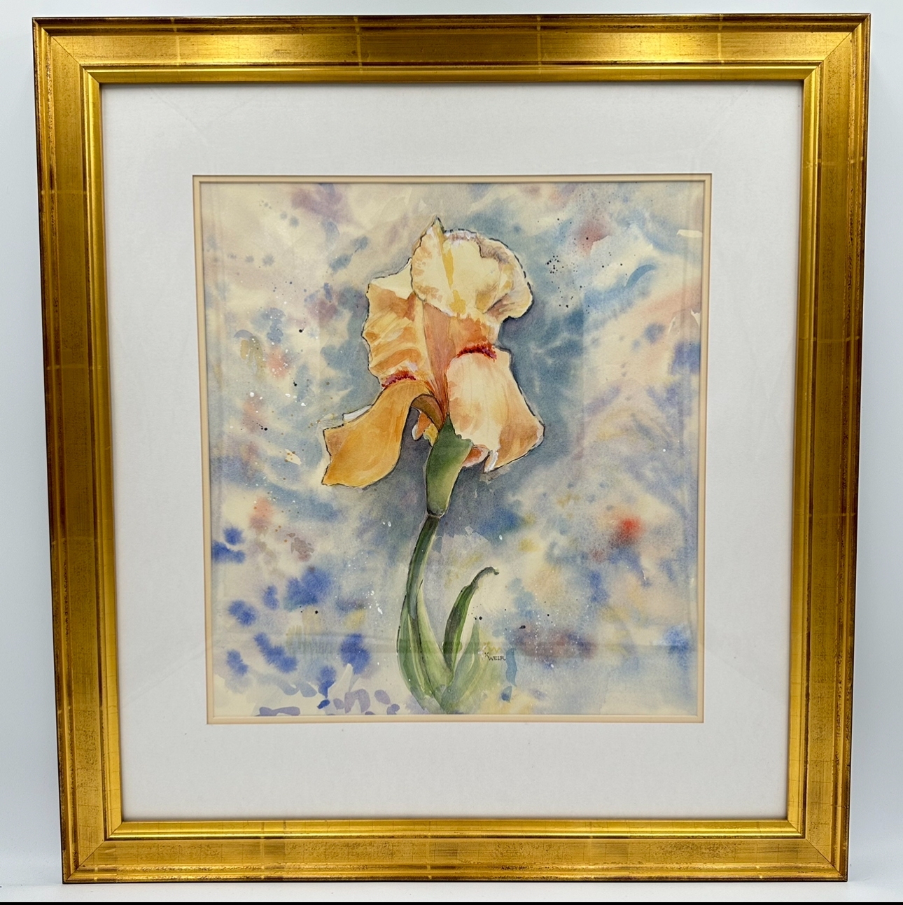 Peach Iris karen weir, peach iris, watercolor, 