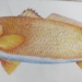 Red Fish - 15144