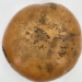 "Soul Mates" Gourd  - 1081