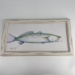 Speckled Trout  - 15145
