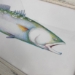 Speckled Trout  - 15145