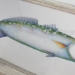 Speckled Trout  - 15145