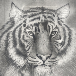 Tiger  graphite, drawing, graphite drawing, jan, agee, jan agee