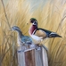 Wood Ducks  - 12671
