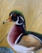 Wood Ducks  - 12671