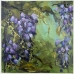  Wysteria - 15874