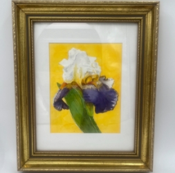 Yellow Iris  karen weir, yellow iris, watercolor, flower, florals, purple, yellow, gold