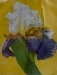 Yellow Iris  - 15538