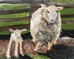 Ewe & Lamb - 12191